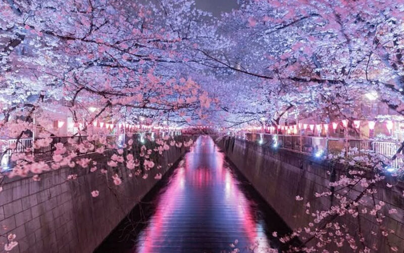 Shinjuku Unpacked A Travelers Guide to Tokyos Electric Heart