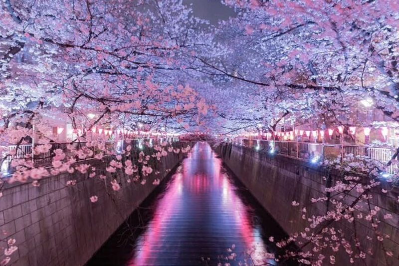 Shinjuku Unpacked A Travelers Guide to Tokyos Electric Heart