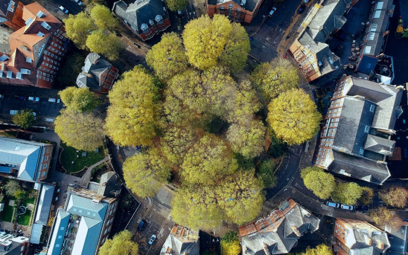 How Tree Services Can Improve Air Quality in Your Neighborhood