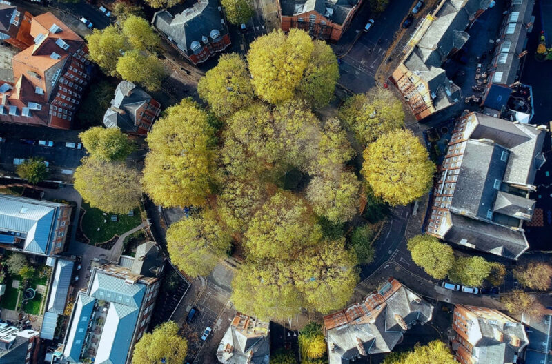 How Tree Services Can Improve Air Quality in Your Neighborhood