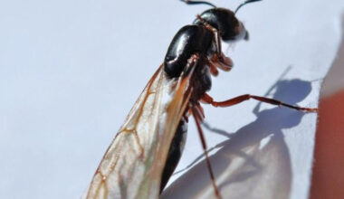 Common Pests In Anaheim And How Experts Get Rid Of Them