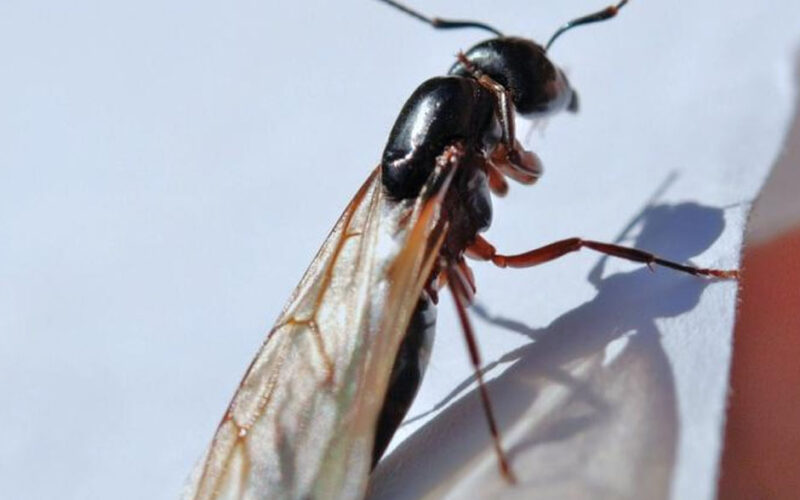 Common Pests In Anaheim And How Experts Get Rid Of Them