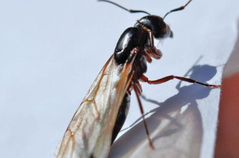 Common Pests In Anaheim And How Experts Get Rid Of Them