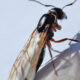 Common Pests In Anaheim And How Experts Get Rid Of Them