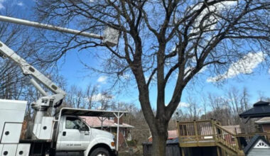 How Local Tree Care Shapes Pittsburgh PA Neighborhoods