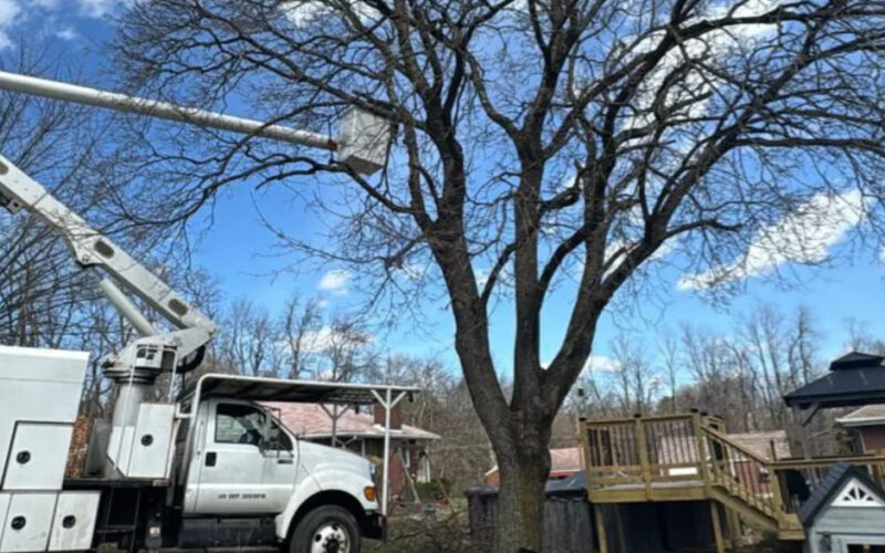 How Local Tree Care Shapes Pittsburgh PA Neighborhoods