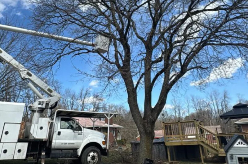 How Local Tree Care Shapes Pittsburgh PA Neighborhoods