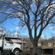 How Local Tree Care Shapes Pittsburgh PA Neighborhoods