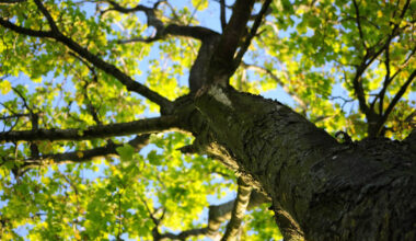 How Smart Tree Care Enhances Neighborhoods in Mechanicsville Southern Maryland