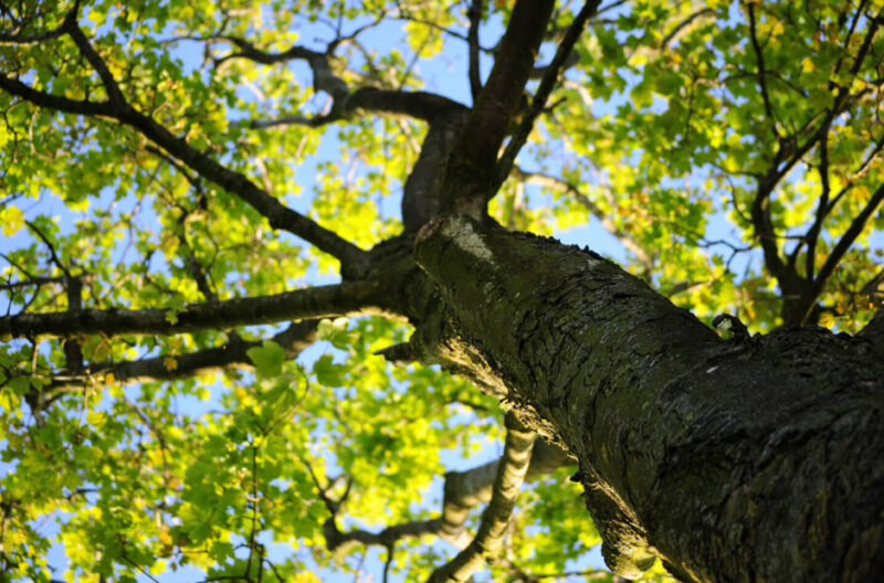 How Smart Tree Care Enhances Neighborhoods in Mechanicsville Southern Maryland