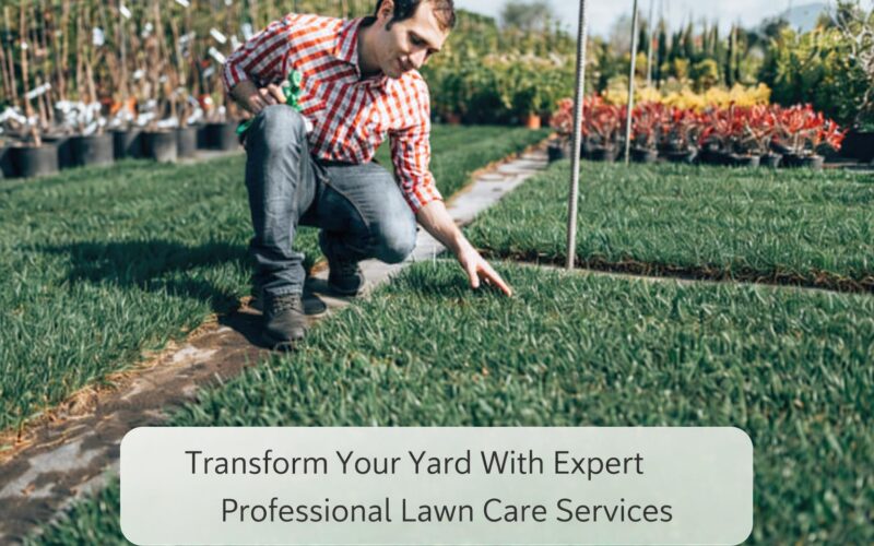 Transform Your Yard With Expert Professional Lawn Care Services 1