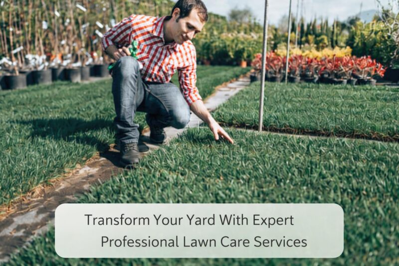 Transform Your Yard With Expert Professional Lawn Care Services 1