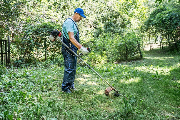 Transform Your Yard With Expert Professional Lawn Care Services 3