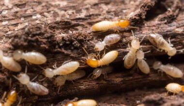 Termite Warning Signs Homeowners Should Never Ignore