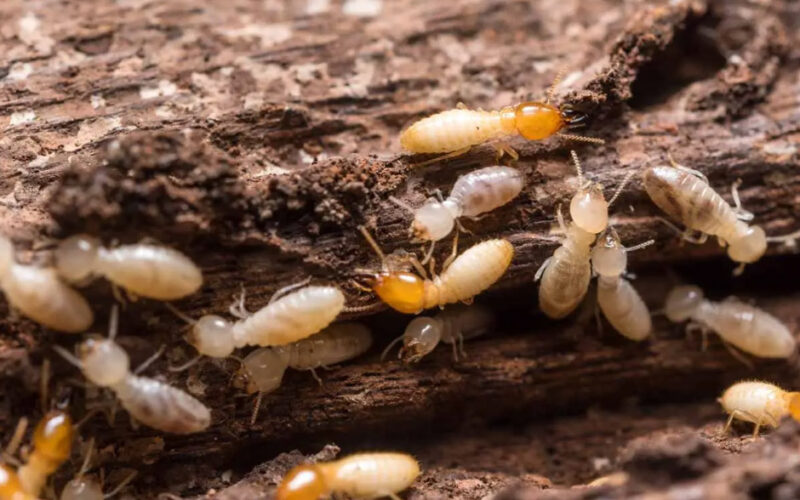 Termite Warning Signs Homeowners Should Never Ignore