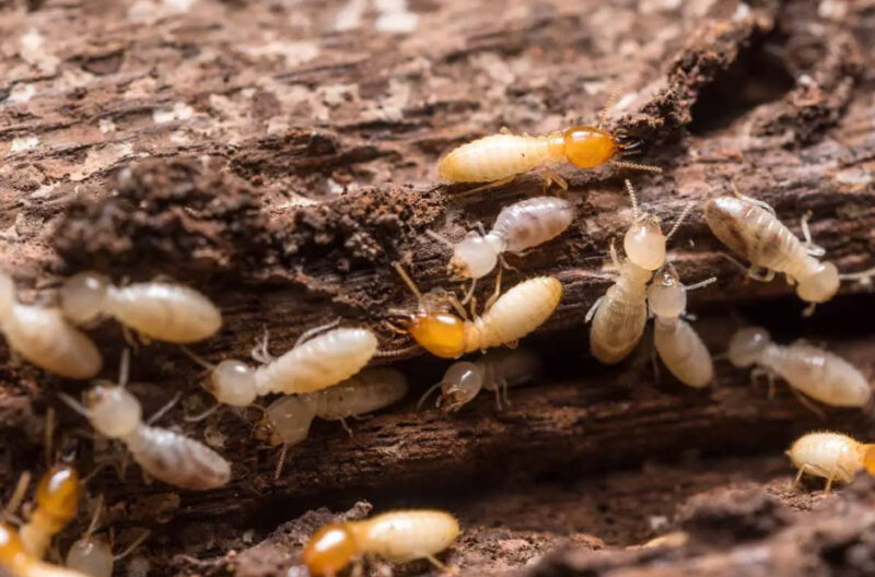 Termite Warning Signs Homeowners Should Never Ignore