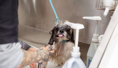Tips On Saving Money With Pet Grooming 1
