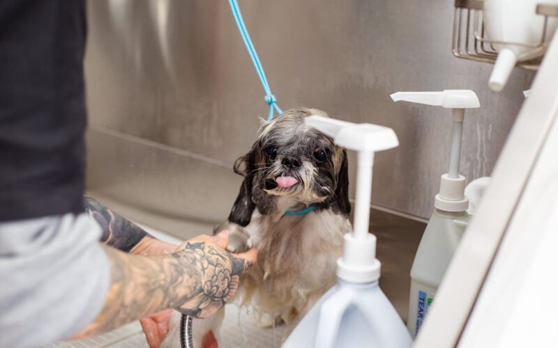 Tips On Saving Money With Pet Grooming 1