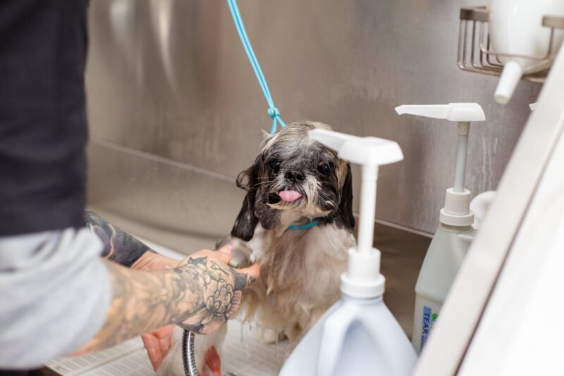 Tips On Saving Money With Pet Grooming 1