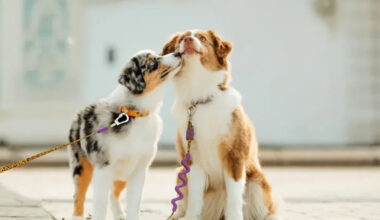 Understanding the Different Services Offered by Dog Boarding Facilities