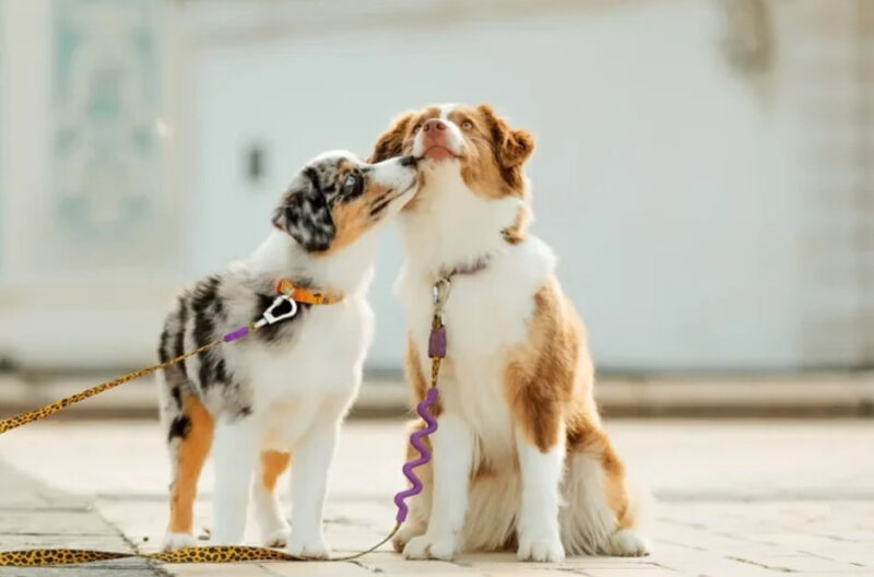 Understanding the Different Services Offered by Dog Boarding Facilities