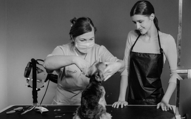 How To Succeed If You Want To Open A Dog Grooming Store 1 1