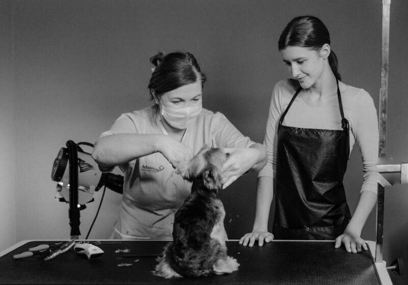 How To Succeed If You Want To Open A Dog Grooming Store 1 1