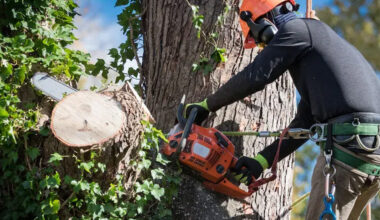 Why Professional Tree Removal Matters in Davidson and Williamson Counties TN