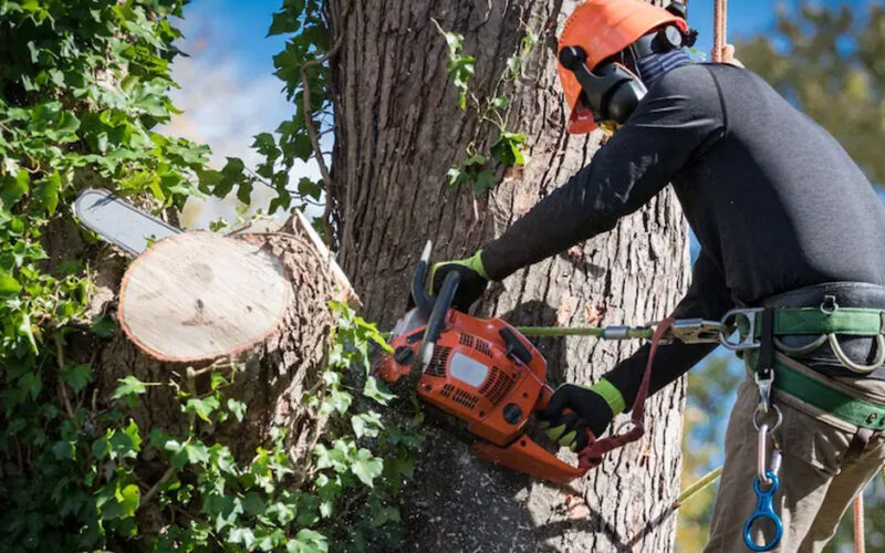 Why Professional Tree Removal Matters in Davidson and Williamson Counties TN