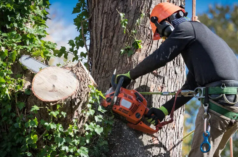Why Professional Tree Removal Matters in Davidson and Williamson Counties TN