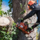 Why Professional Tree Removal Matters in Davidson and Williamson Counties TN