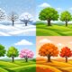 Tree Trimming Throughout the Seasons