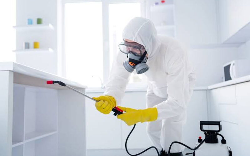 The Importance of Early Pest Detection Protect Your Home and Health