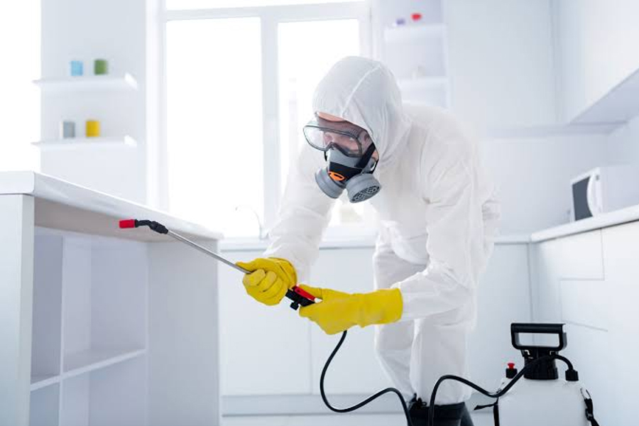 The Importance of Early Pest Detection Protect Your Home and Health